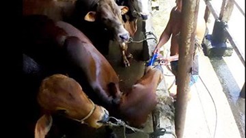 Nguy cơ tiềm ẩn khi ăn thịt bò bơm nước