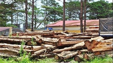 Lâm Đồng: Bắt 2 đối tượng phá rừng, khai thác hơn 300m3 gỗ trái phép