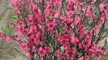 Đào nở bung, nông dân lo mất Tết