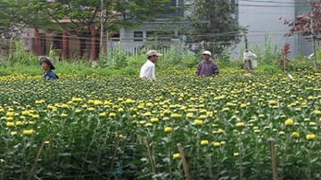 Hốt bạc nhờ trồng hoa Tết trên đất của các dự án treo