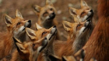 Kỳ thú ngôi làng Nhật Bản với cư dân chủ yếu là...cáo