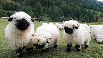 Hàn Quốc: Độc đáo với quán cà phê cừu