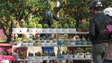 Mai, quất vắng người mua, hoa rẻ tiền hút khách