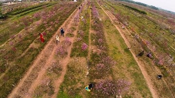 Chiêm ngưỡng vẻ đẹp làng đào lớn nhất Việt Nam nhìn từ trên cao