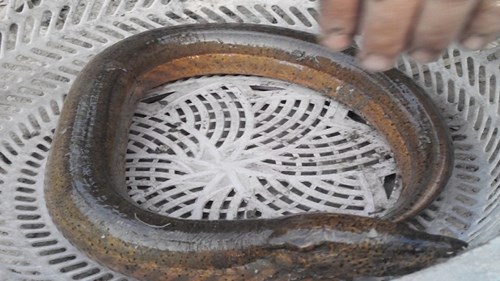 Bắt được lươn đồng khủng ở Vĩnh Long