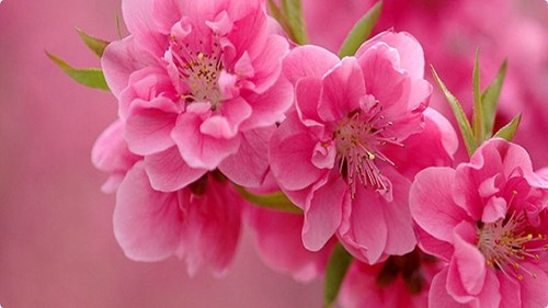 Cách giữ đào, quất tươi lâu ngày Tết