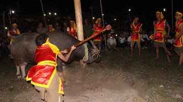 Sốc với lễ hội dùng búa đập đầu trâu đến chết