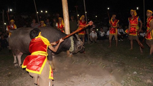 Sốc với lễ hội dùng búa đập đầu trâu đến chết