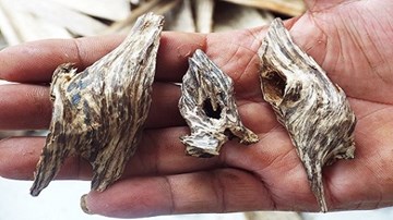 Thâm nhập “thế giới” trầm kỳ