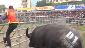 Trâu chọi thua trận bỏ chạy suýt lấy mạng người