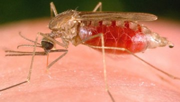 Dịch sốt xuất huyết bùng phát mạnh ở phía Nam