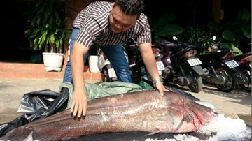 Bắt được cá leo 