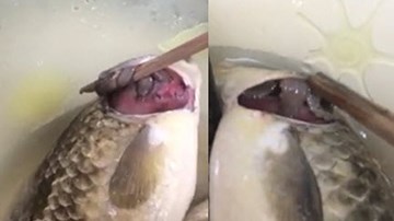 Clip ‘quái vật’ lạ trong mang cá diếc ở VN gây hoang mang