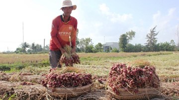 Hành tím chất đống, nông dân điêu đứng tại Sóc Trăng