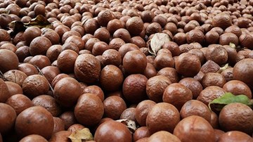 Loạn giá hạt Mắc ca