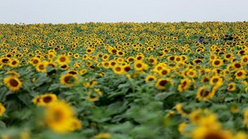 Chiêm ngưỡng cánh đồng hoa hướng dương đẹp mê hồn ở Nghệ An