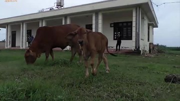 Hà Nội: Trường tiền tỷ để “chăn bò”, trẻ mầm non chen chúc trong nhà xập xệ