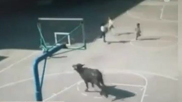 Kinh hoàng trâu điên đại náo trường học ở Trung Quốc