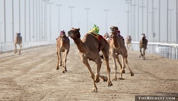 Sôi động cuộc đua Lạc Đà bằng Robot