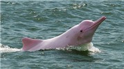 Mục sở thị chú cá heo màu hồng quý hiếm trên thế giới