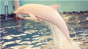 Cận cảnh chú cá heo màu hồng cực quý hiếm trên thế giới
