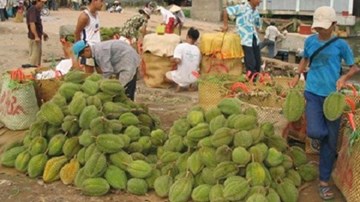 Giá sầu riêng tại Tiền Giang rớt mạnh
