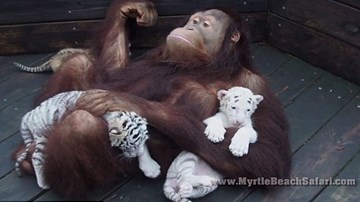 Kỳ lạ đười ươi chăm bẵm hổ như con đẻ