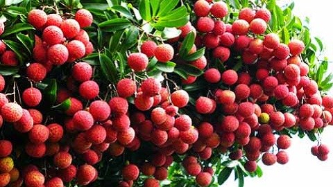 Lối đi riêng cho vải thiều qua cửa khẩu sang TQ