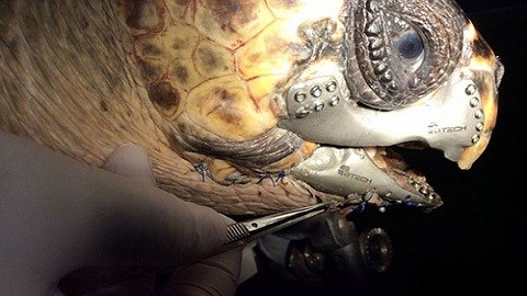 Chú rùa đầu tiên được cấy ghép hàm răng nhờ công nghệ in 3D