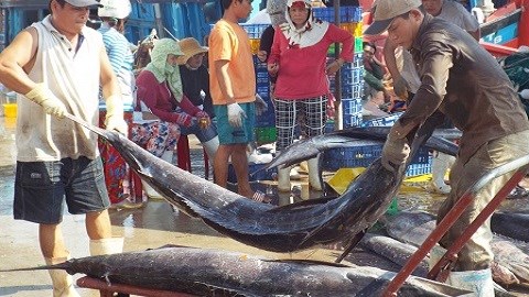 Ngư dân oằn mình bốc xếp cá dưới nắng gắt