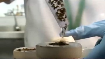 Brazil: Thả muỗi biến đổi gen phòng dịch sốt xuất huyết