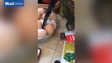 Tá hoả phát hiện rắn bò vào nhà trộm trứng
