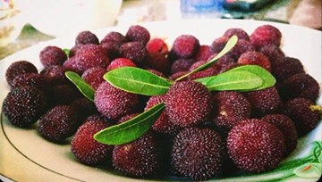 Việt Nam chưa cấp phép nhập quả thanh mai