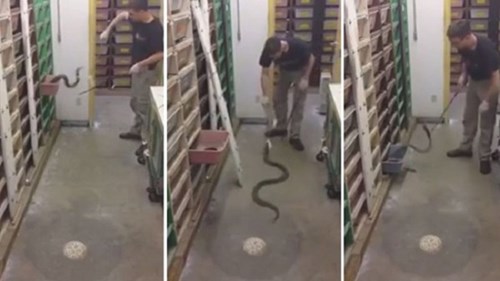 Rùng mình với nghề cho rắn hổ mang ăn mỗi ngày