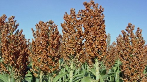 Nhật Bản trồng siêu cao lương tại Việt Nam