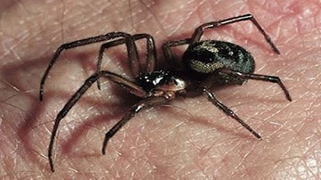 Rùng mình phát hiện có nhện độc trong tai