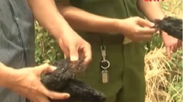 Bị bắt vì rượu say, vui tay đốt lúa của dân