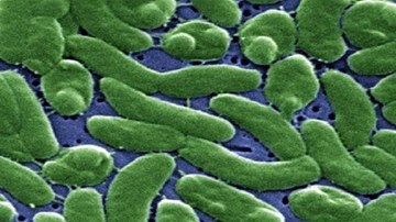 Vi khuẩn gây hoại tử đe dọa cuộc sống người dân Mỹ