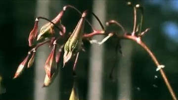 Cận cảnh quá trình phát nổ để phát tán hạt giống ở thực vật