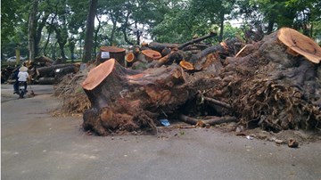 Bãi tập kết gỗ ngổn ngang tại Vườn Bách Thảo sau dông lốc