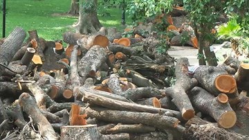 Bãi tập kết gỗ khủng sau giông lốc ở Hà Nội