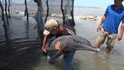 Hàng chục người dân chung sức nỗ lực giải cứu cá heo mắc cạn