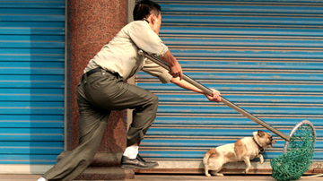 Trộm chó ngày càng manh động, liều lĩnh