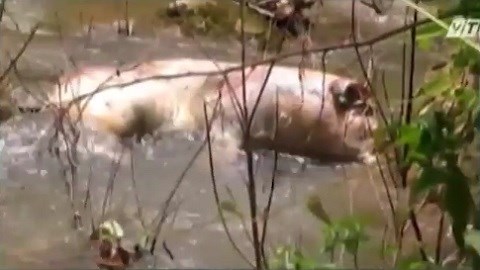 Cận cảnh lợn chết trương phình trôi sông