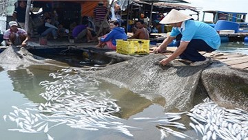 Vụ cá chết trên sông Chà Và: Yêu cầu 18 nhà máy ngừng hoạt động