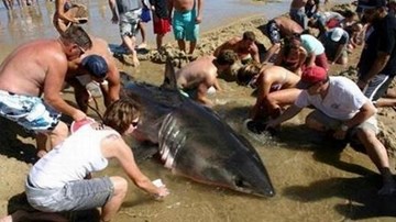 Hàng trăm người liều mình cứu 