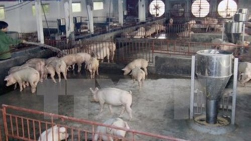 Đồng Nai: Phát hiện chất cấm chăn nuôi vượt 500 lần