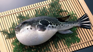 Cá tử thần được ưa chuộng tại Huế