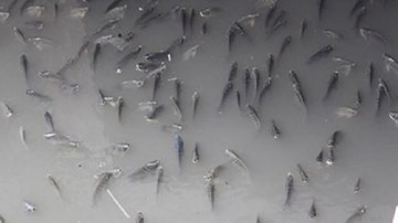 Cá ngóc đầu ngập kênh Nhiêu Lộc-Thị Nghè