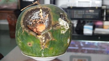 Dưa hấu để 8 tháng vẫn tươi